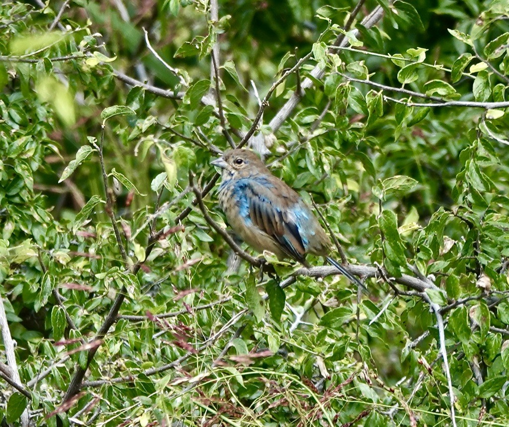 Indigo Bunting - ML623197168