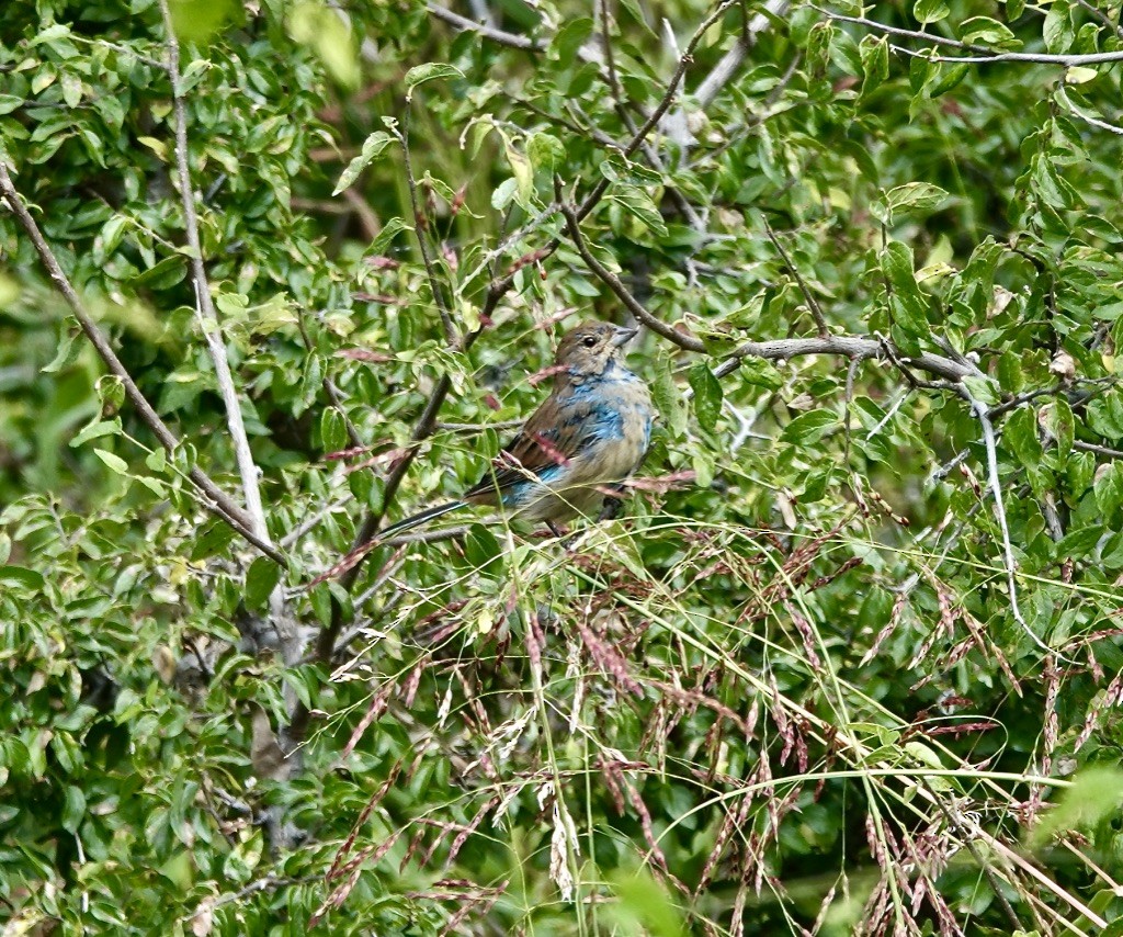 Indigo Bunting - ML623197169