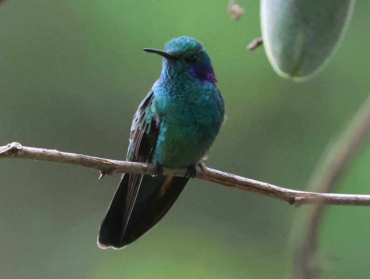 Колібрі іскристий (підвид cyanotus/crissalis) - ML623197172