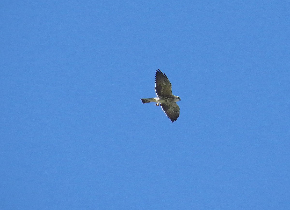 Mississippi Kite - ML623197194