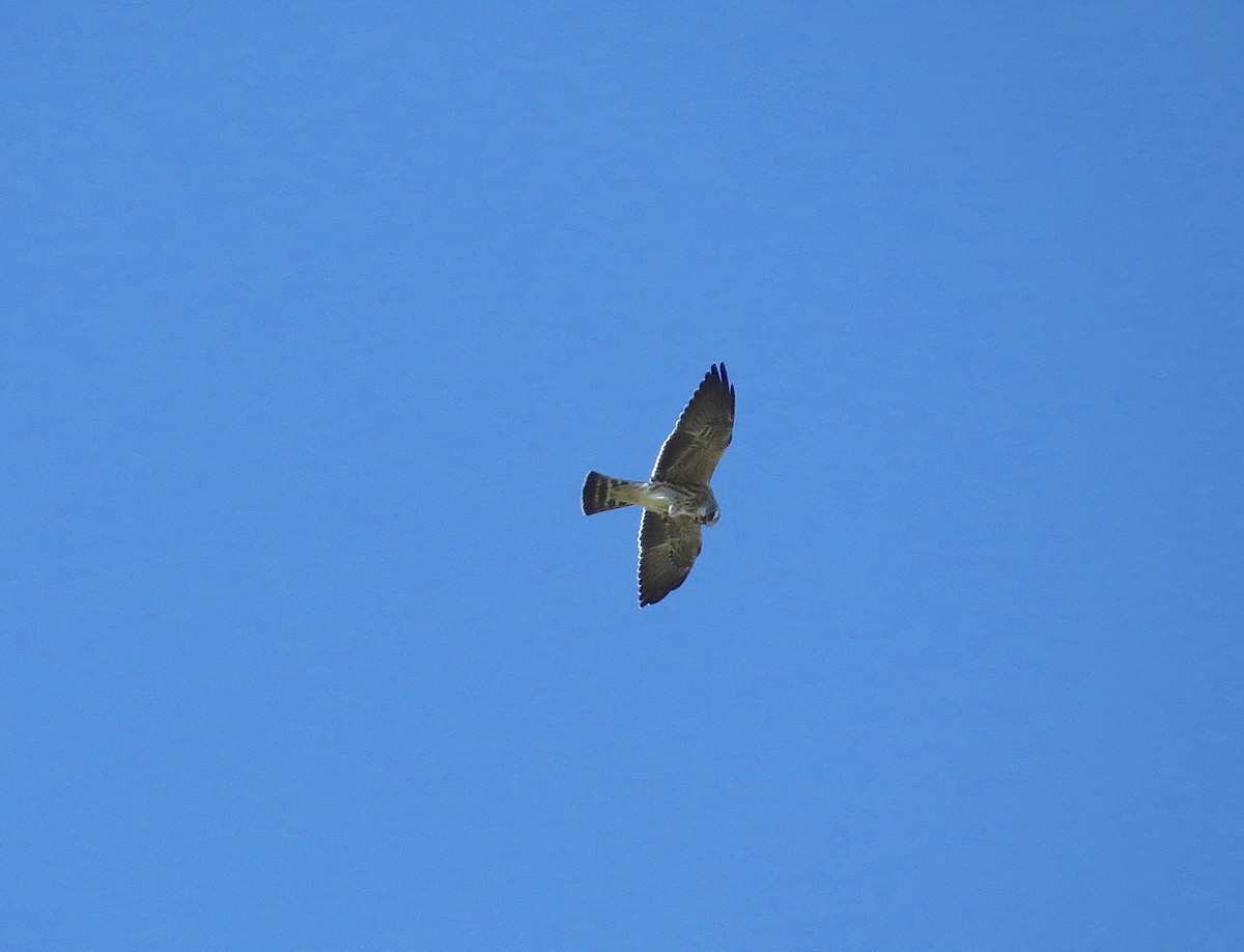 Mississippi Kite - ML623197209