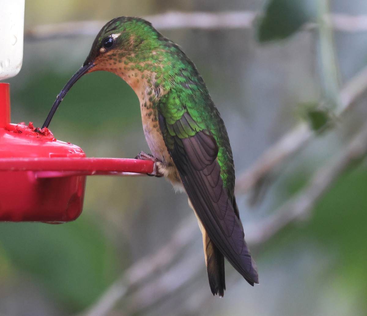 Samtbauchkolibri - ML623197223