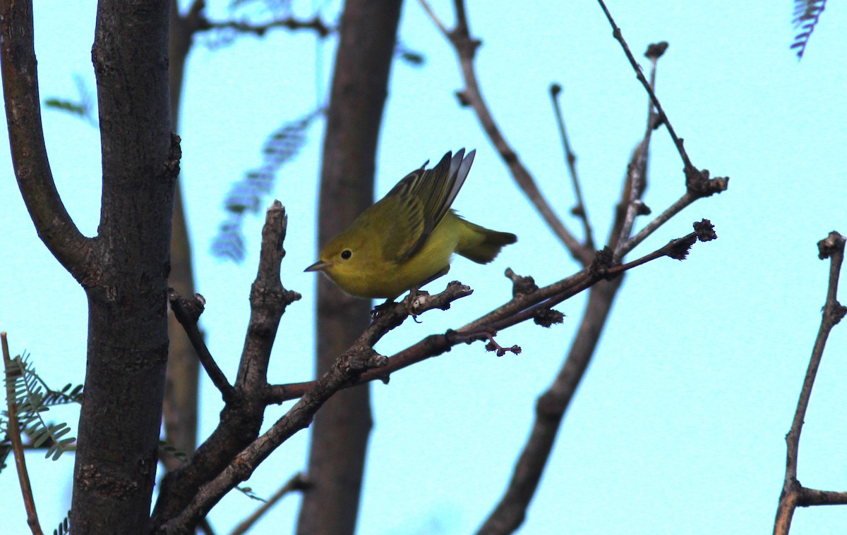 Yellow Warbler - Ken Tracey