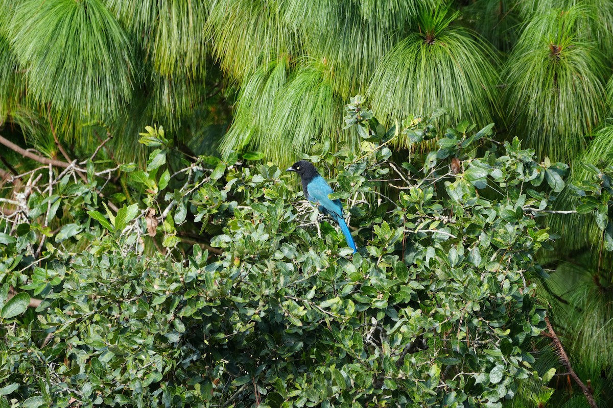 Bushy-crested Jay - ML623197285