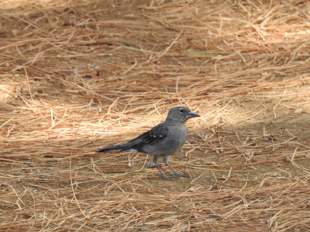 Tenerife Blue Chaffinch - ML623197292