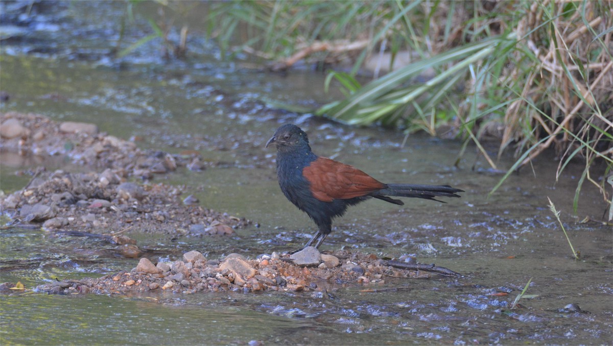 褐翅鴉鵑 - ML623197310