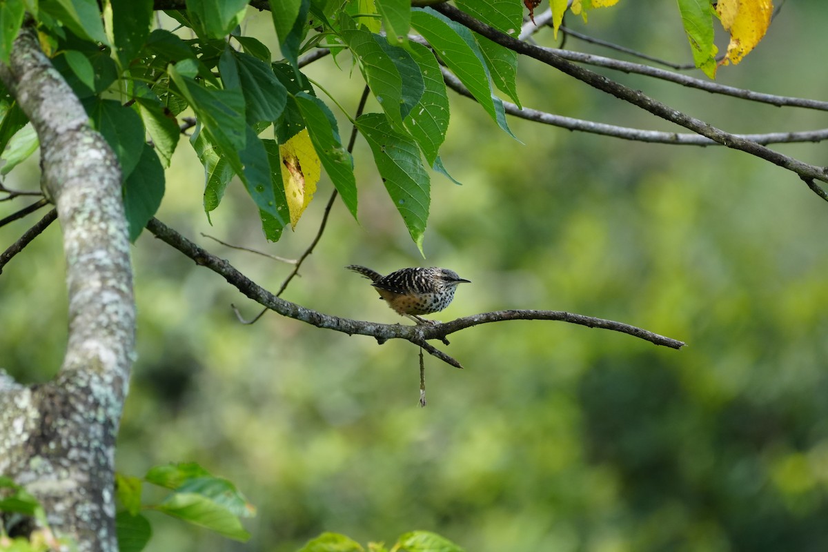 Band-backed Wren - ML623197343