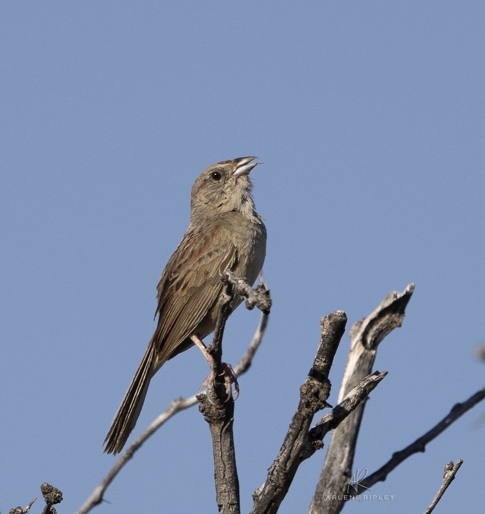 Chingolo de Botteri - ML623197382