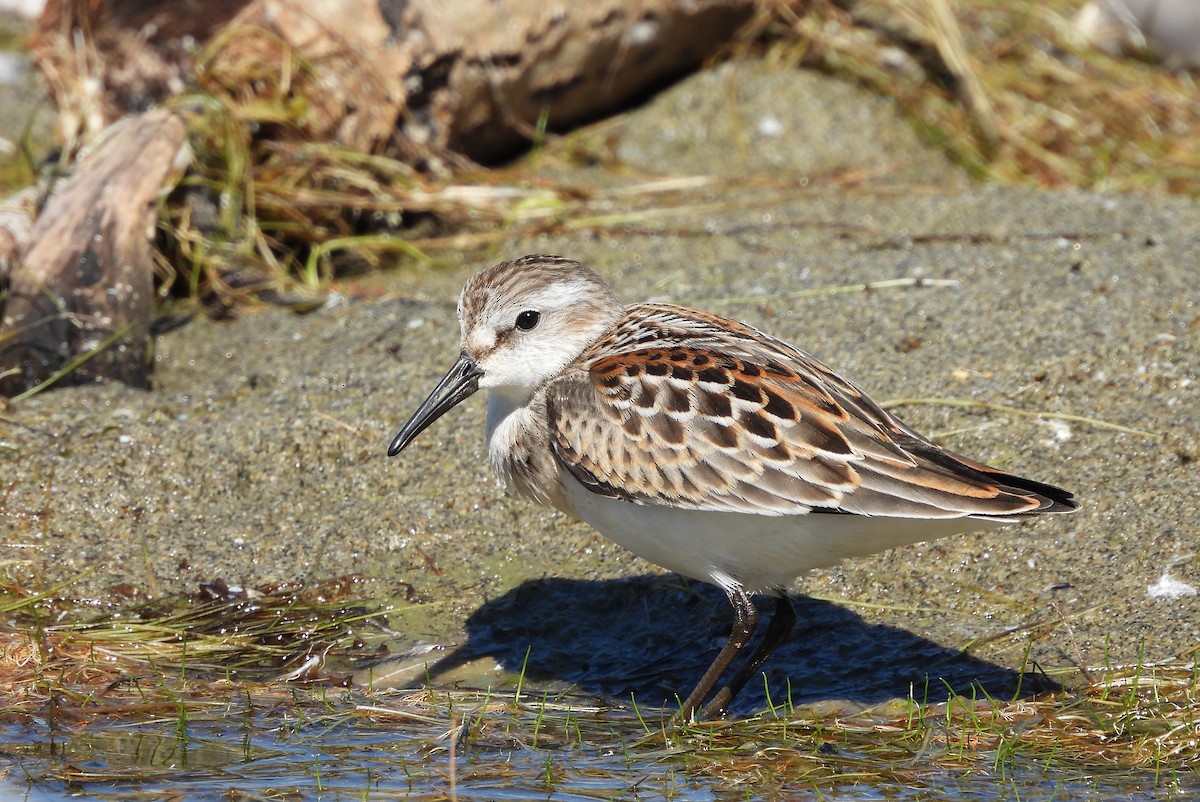 Bécasseau d'Alaska - ML623197405