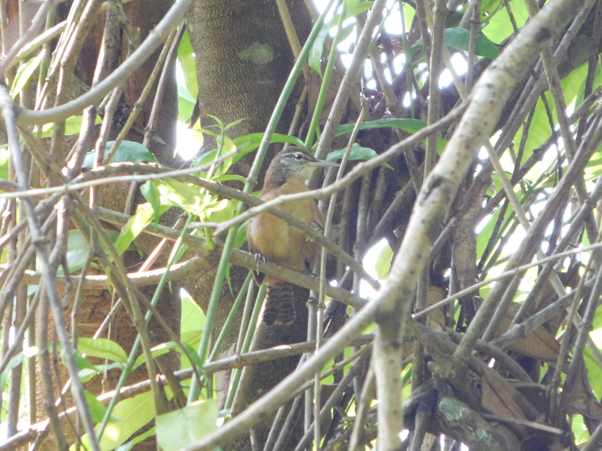 Long-billed Wren - ML623197469