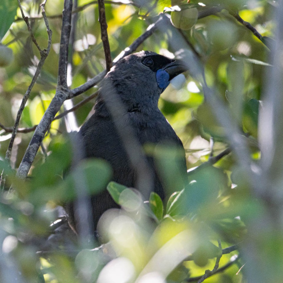 North Island Kokako - ML623197529