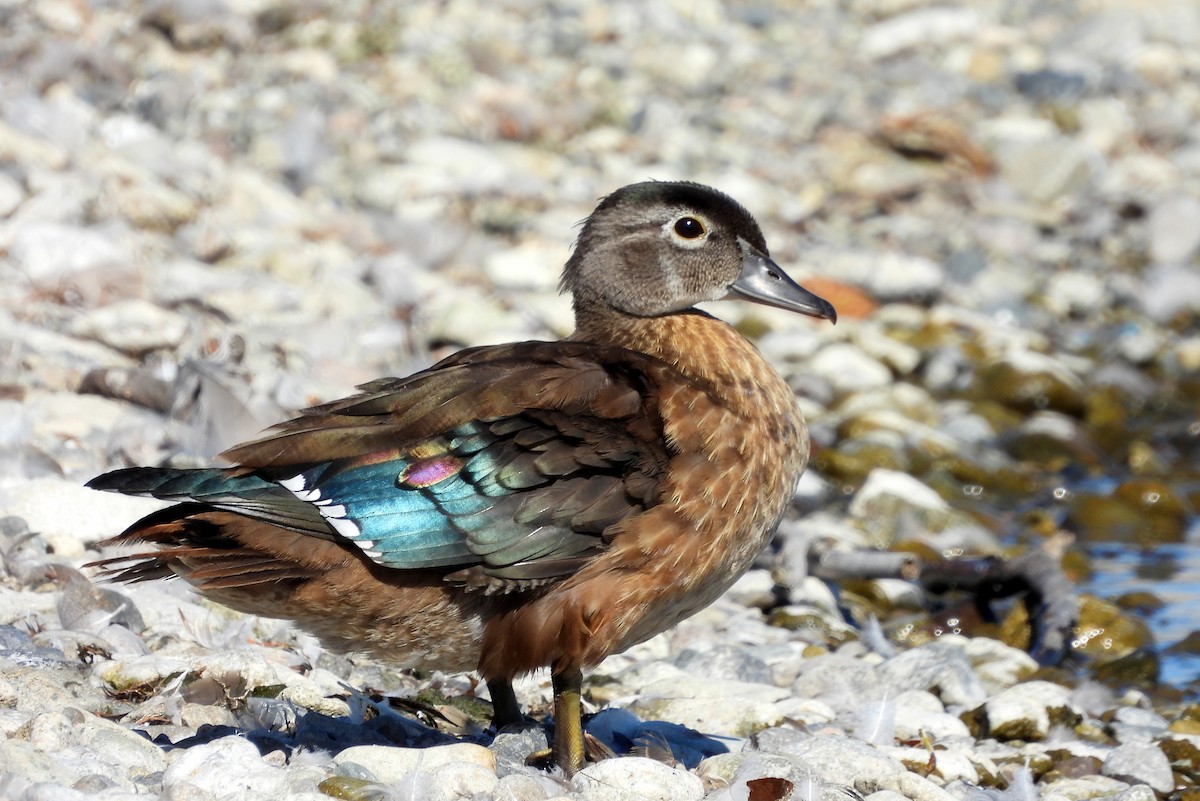 Canard branchu - ML623197532