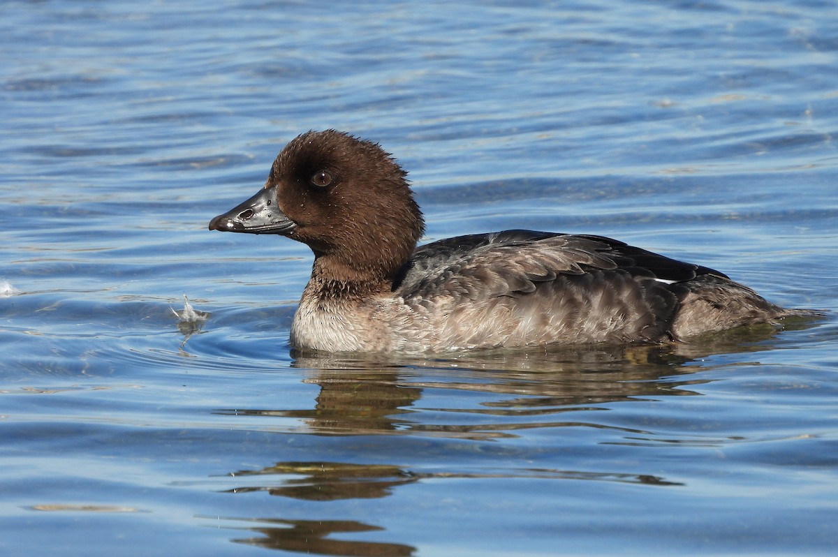 Barrow's Goldeneye - ML623197542