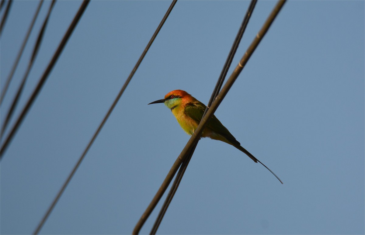 Asian Green Bee-eater - ML623197544