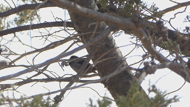 Gray-bellied Flowerpiercer - ML623197556