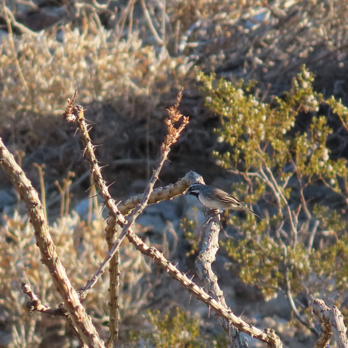 Black-throated Sparrow - ML623197577