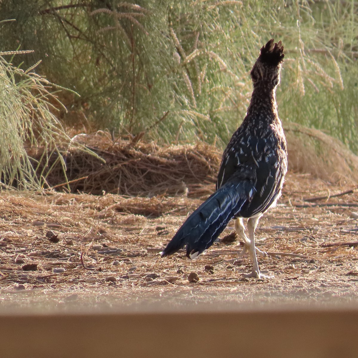 Greater Roadrunner - ML623197586