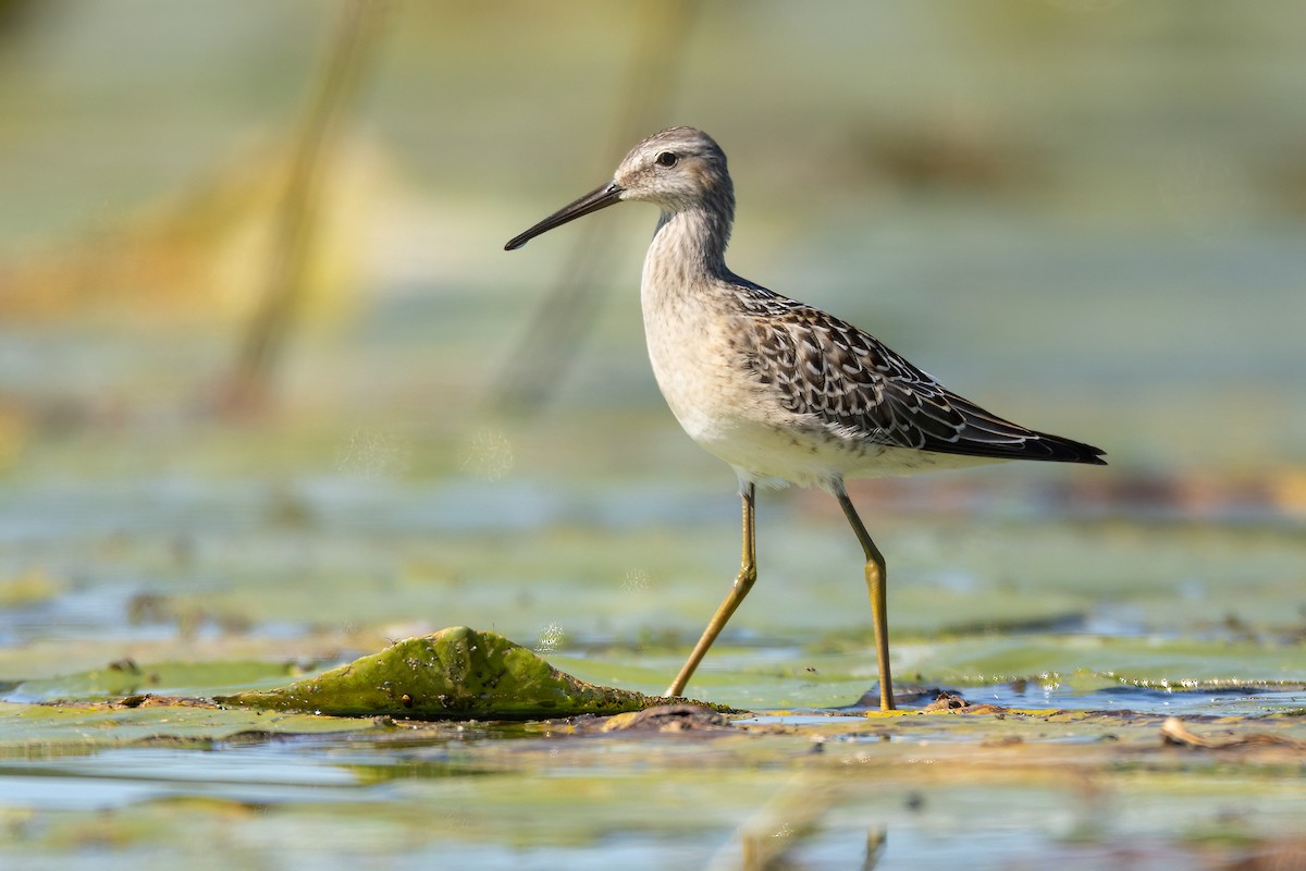 Stilt Sandpiper - Jeff Dyck