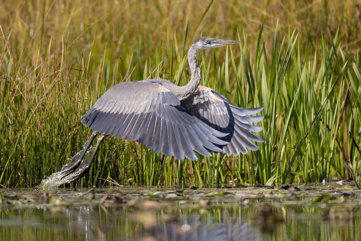 Great Blue Heron - Jeff Dyck