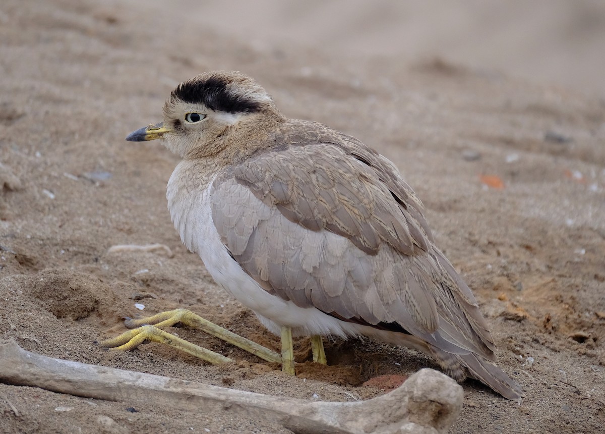 Peruvian Thick-knee - David Zittin