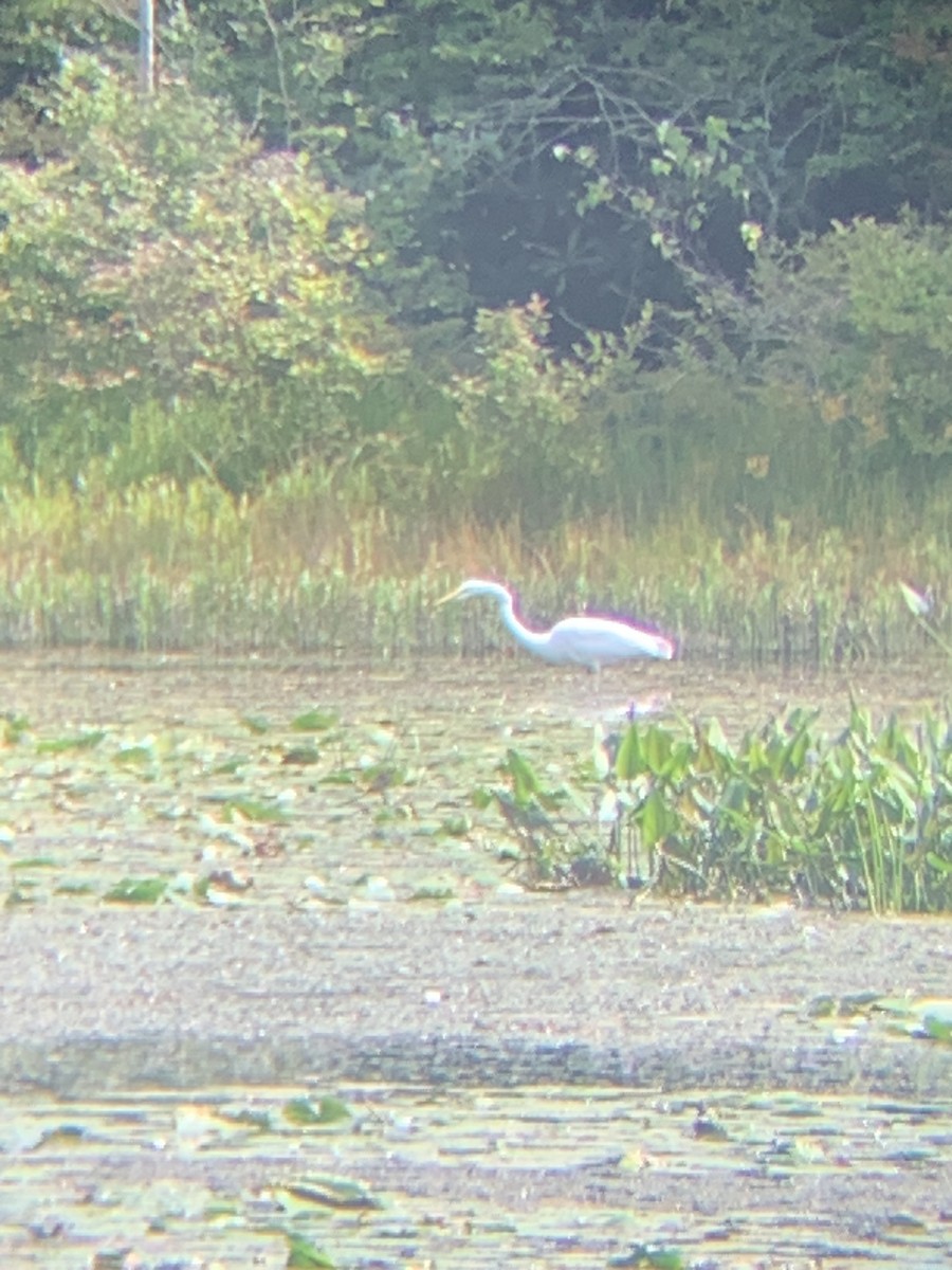 volavka bílá - ML623197667