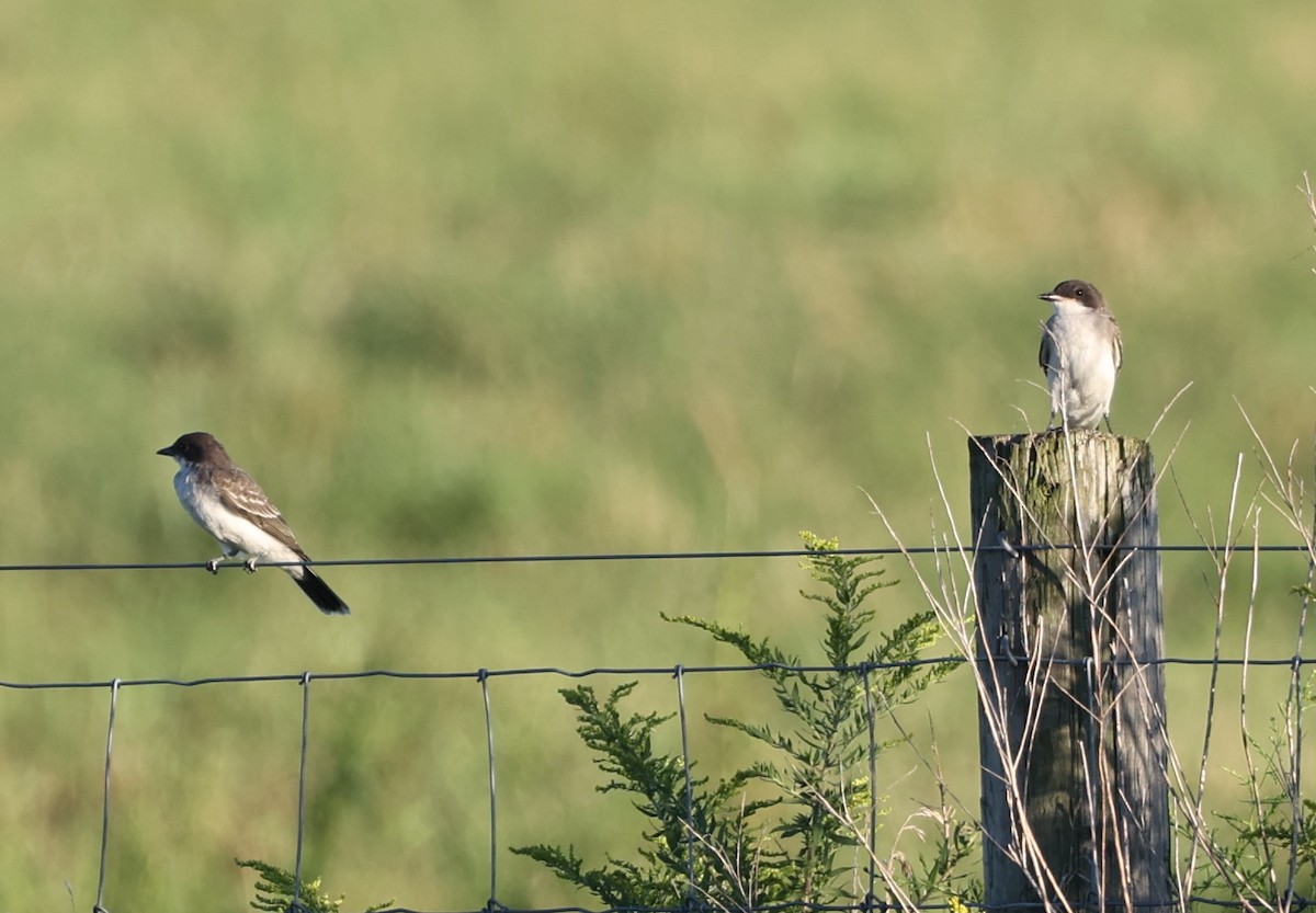 Eastern Kingbird - ML623197670