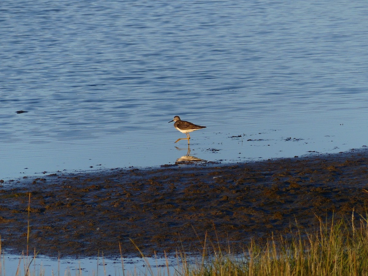 Lesser Yellowlegs - Molly C