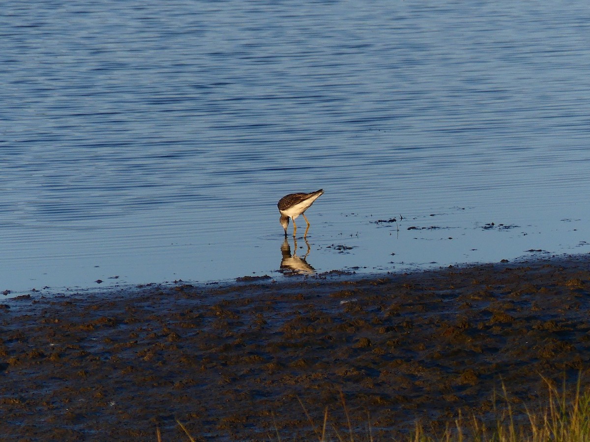 gulbeinsnipe - ML623197688