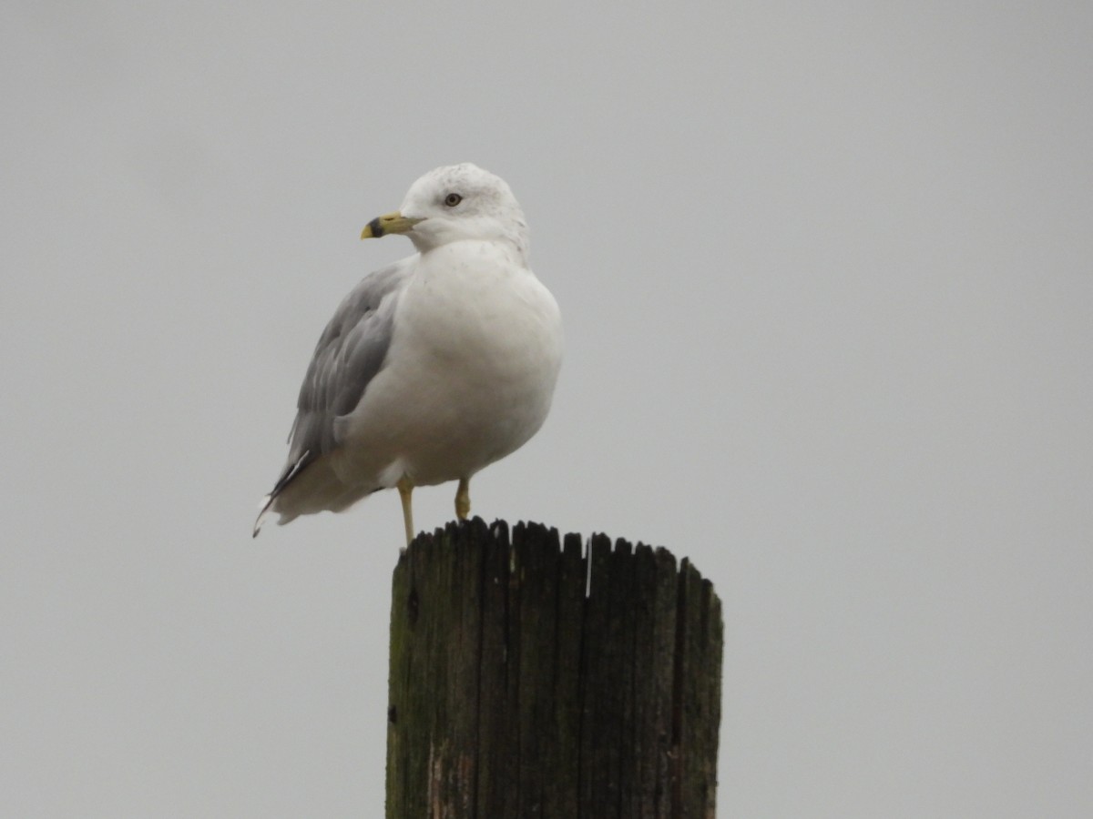 Gaviota de Delaware - ML623197693