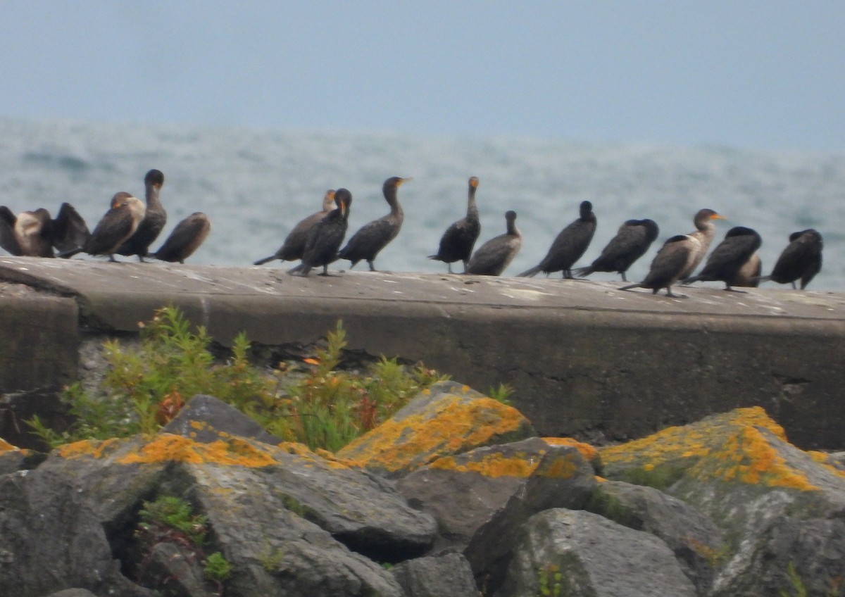 Cormorán Orejudo - ML623197721