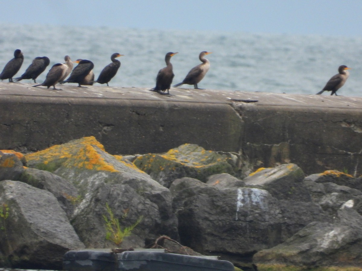 Cormorán Orejudo - ML623197722