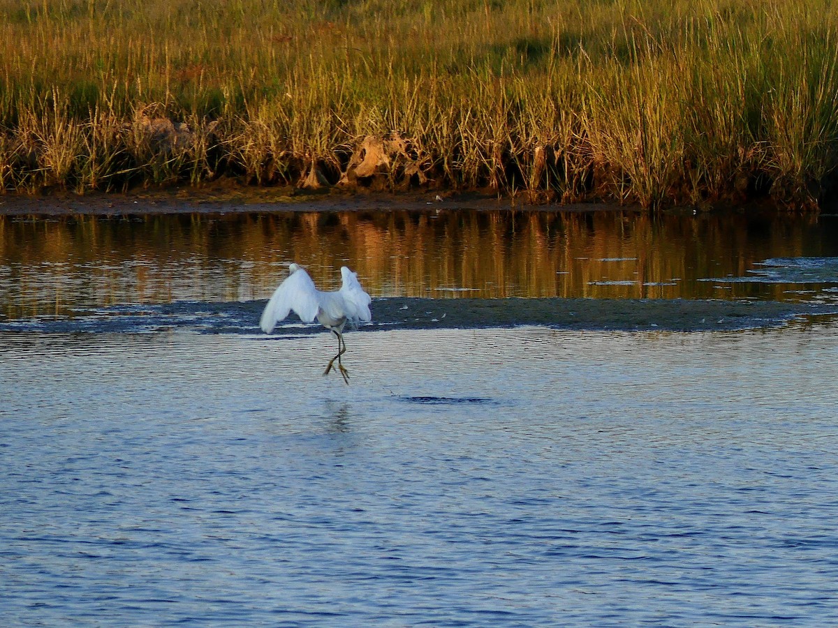 Snowy Egret - ML623197723