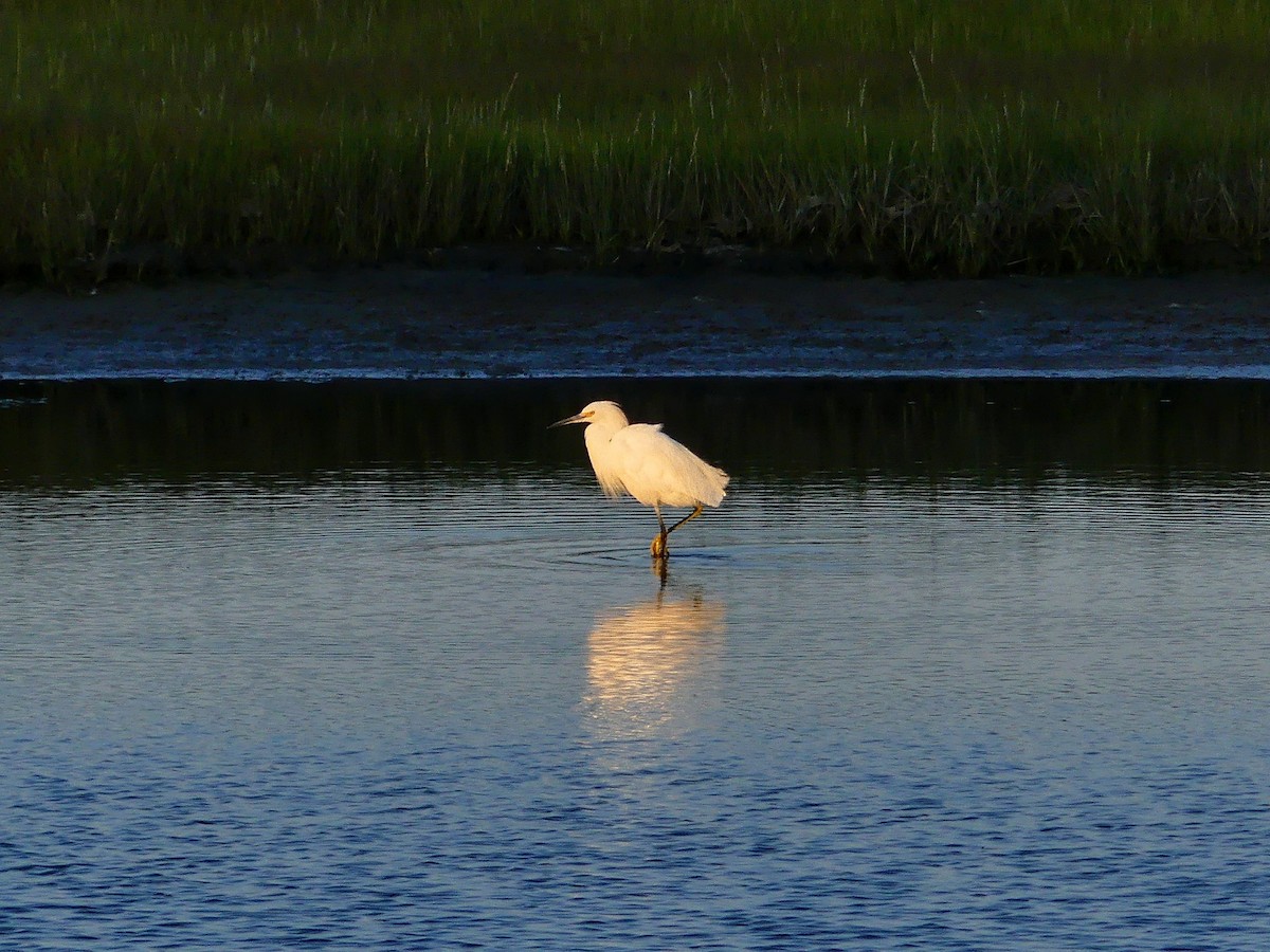 Snowy Egret - ML623197724