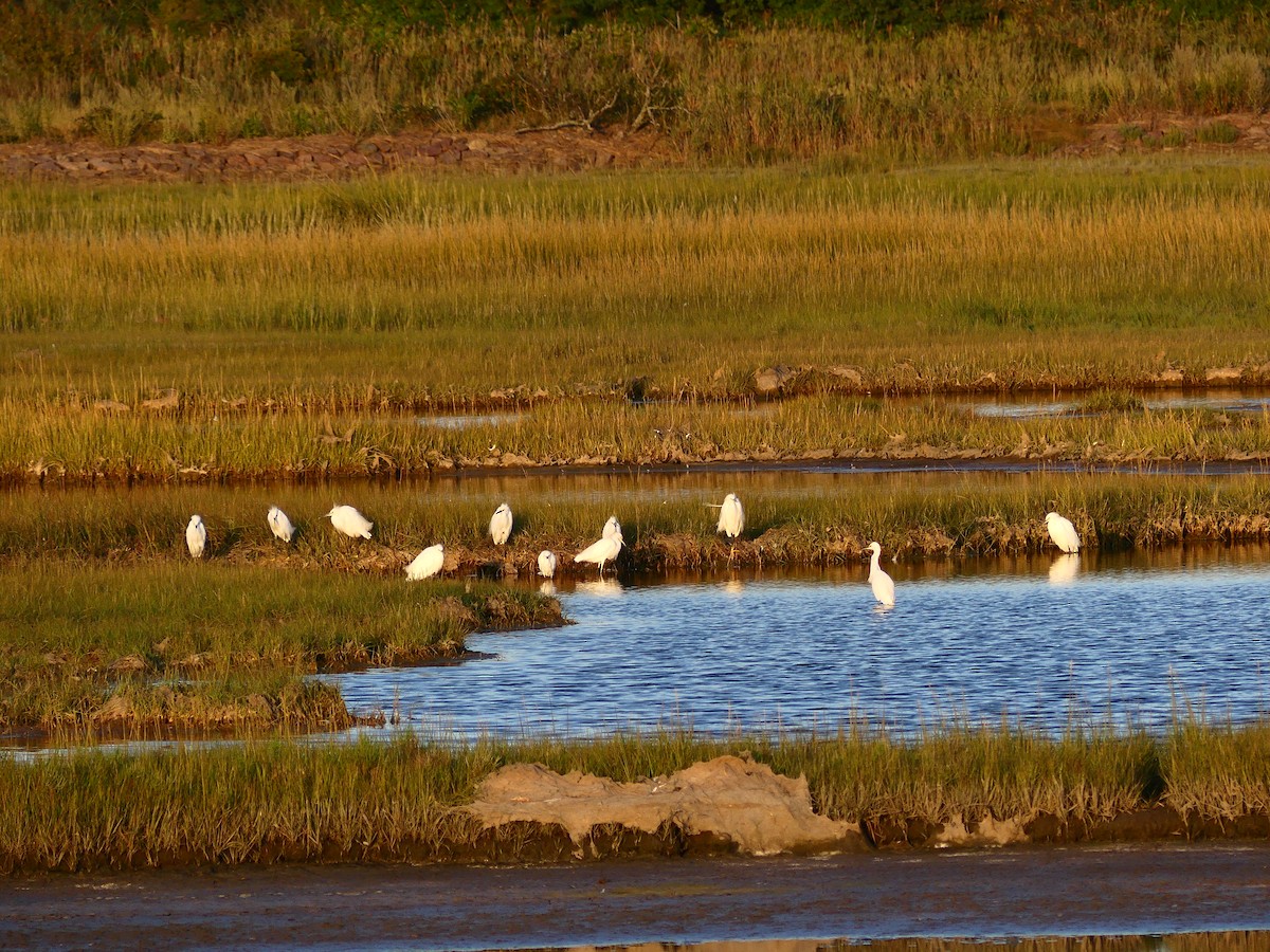 Snowy Egret - ML623197725