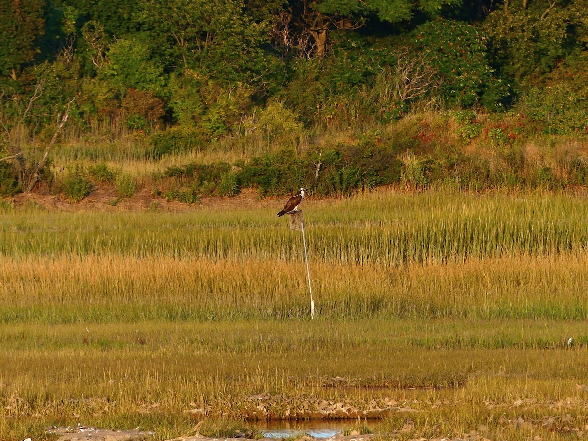 fiskeørn - ML623197734