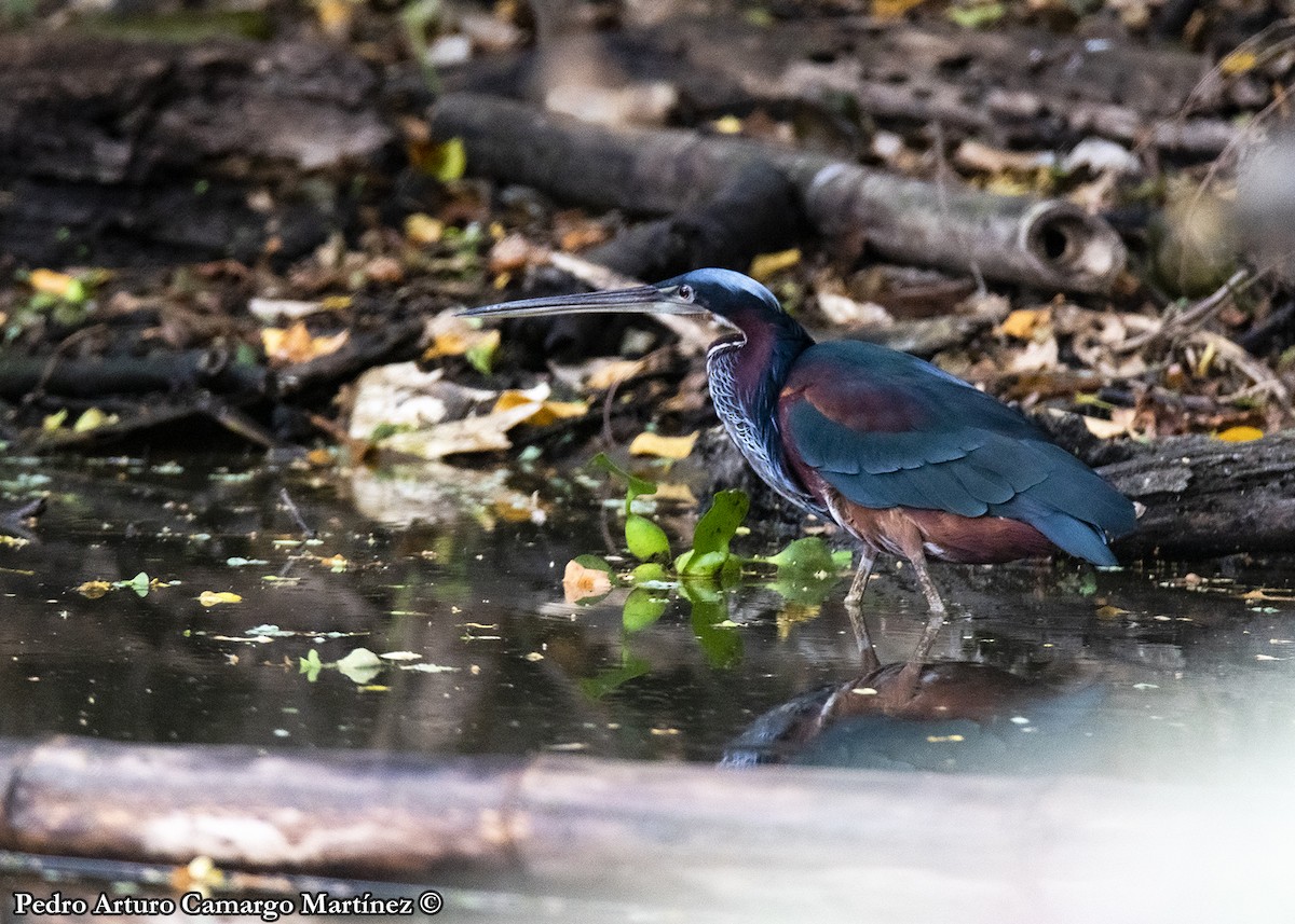 Agami Heron - ML623197735