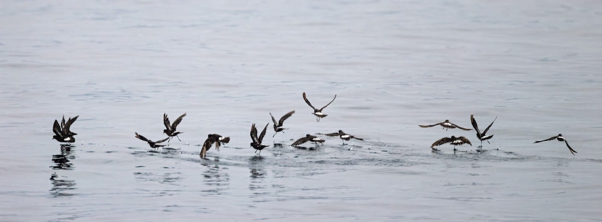 European Storm-Petrel - ML623197741