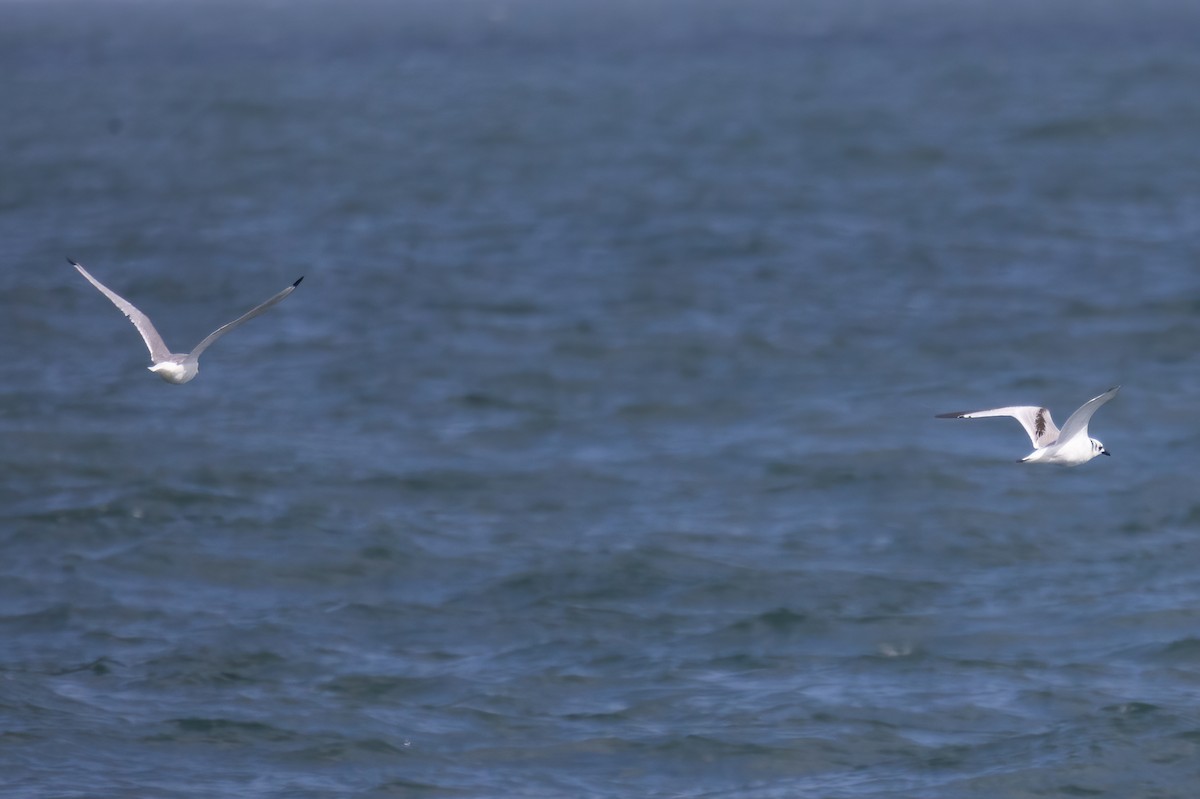 Black-legged Kittiwake - ML623197754