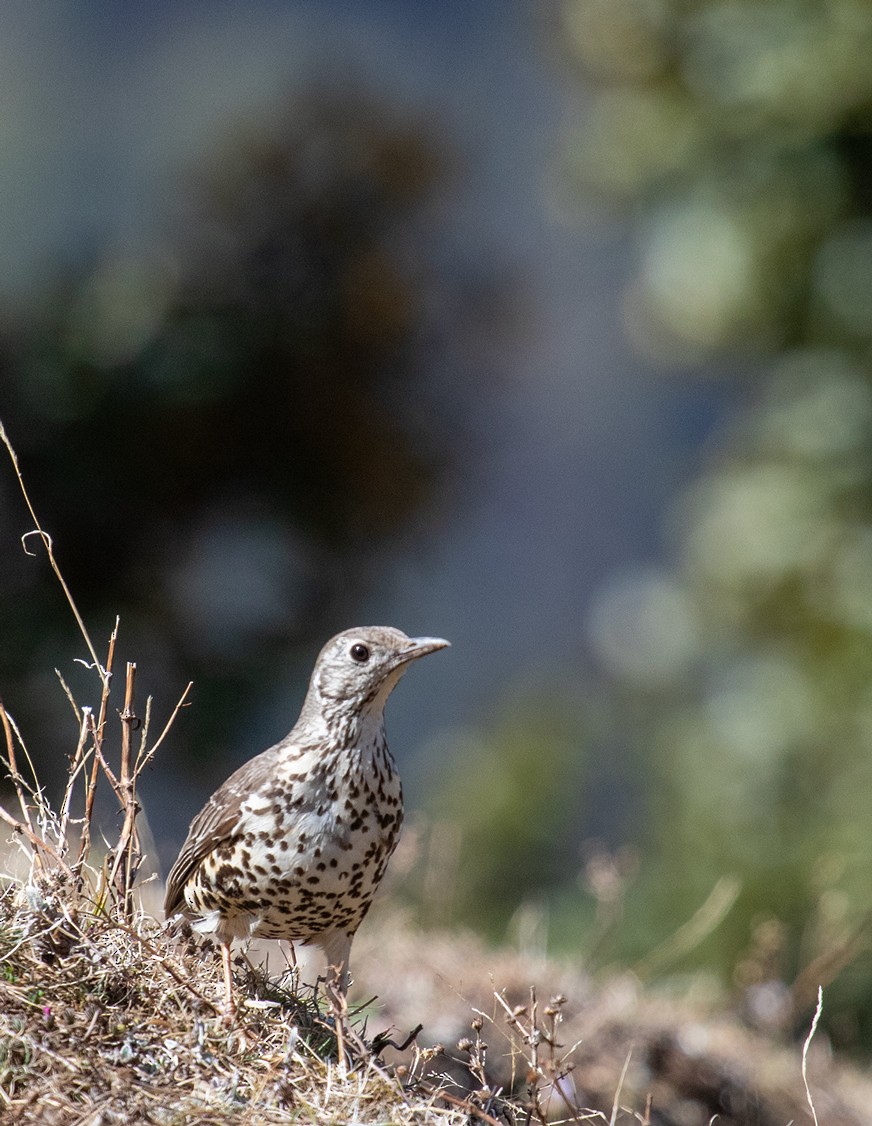 Mistle Thrush - ML623197770