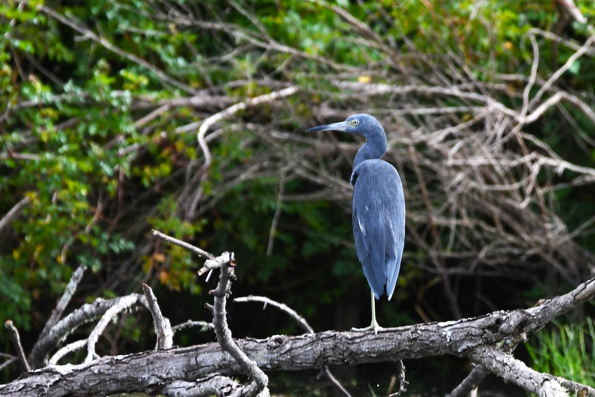 Garceta Azul - ML623197787