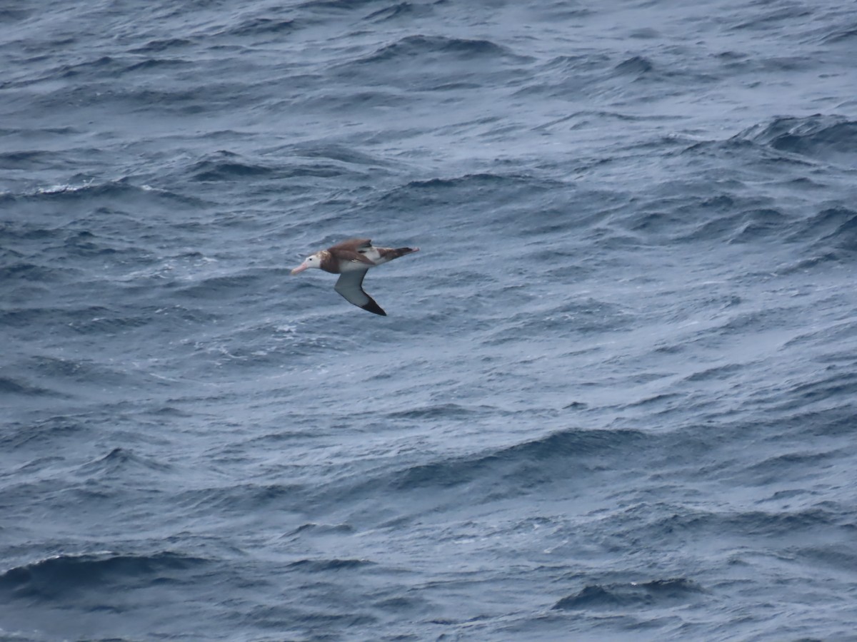 Albatros de Tristan da Cunha - ML623197814