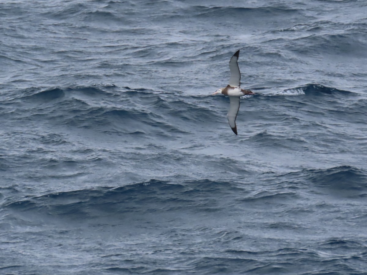 Albatros de Tristan da Cunha - ML623197841