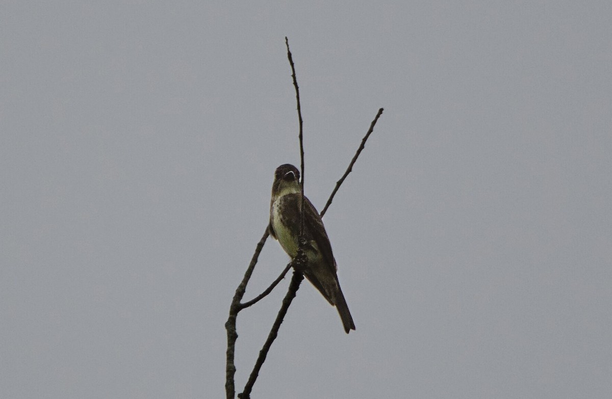 Olive-sided Flycatcher - ML623197844