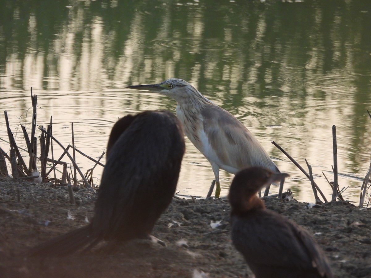 Sgarza ciuffetto - ML623197893