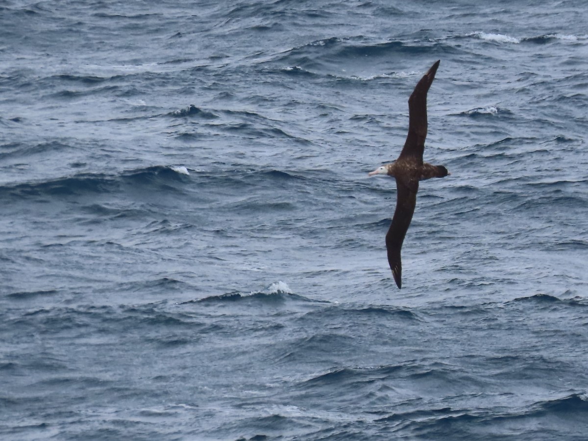 Albatros de Tristan da Cunha - ML623197894