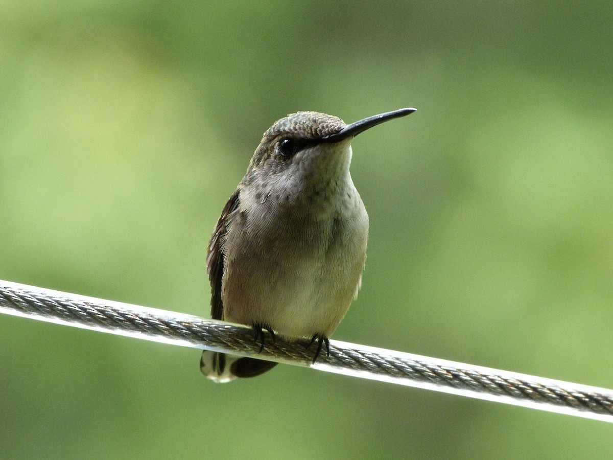 Ruby-throated Hummingbird - ML623197905