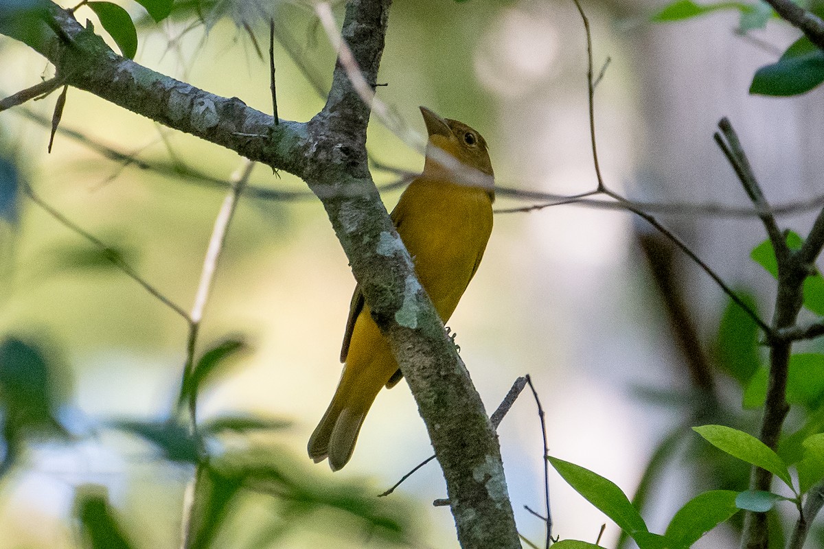 Summer Tanager - Kathy S. Prindle