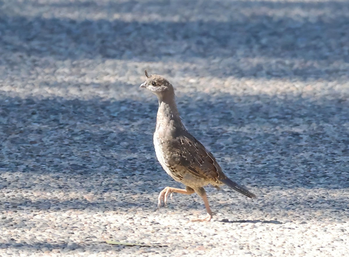 California Quail - Tom Benson