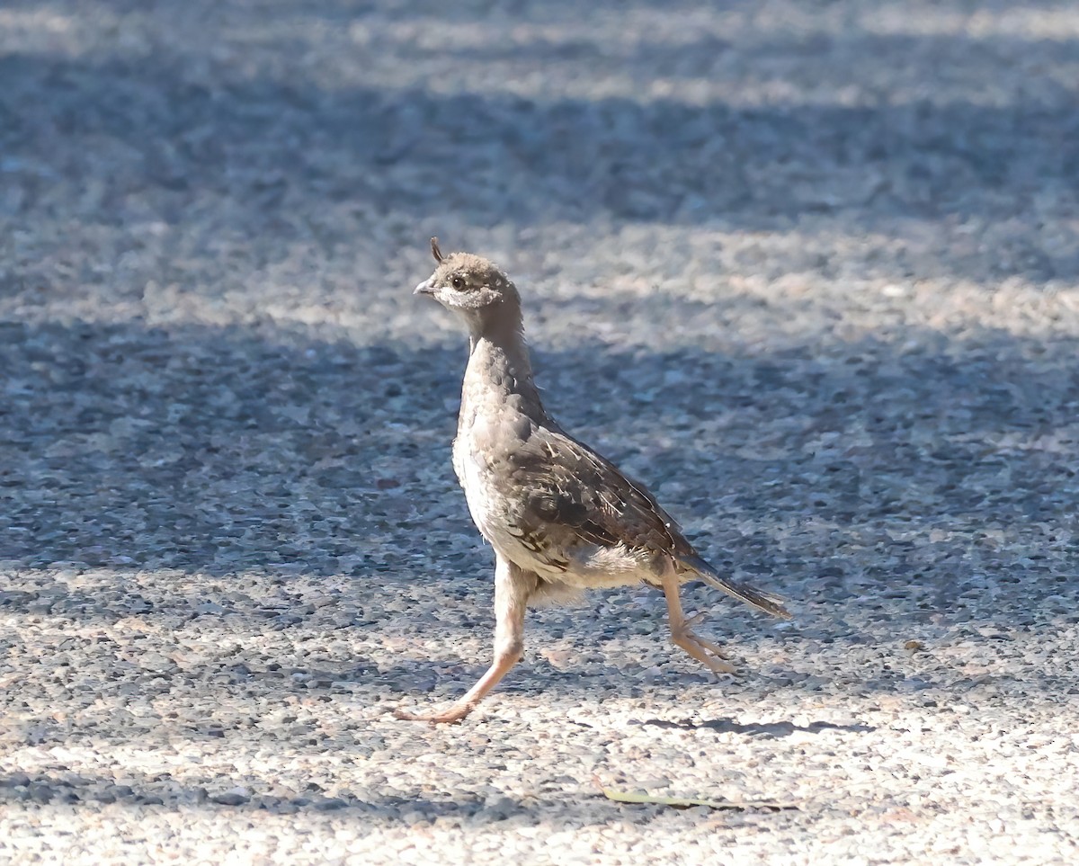 California Quail - ML623197948