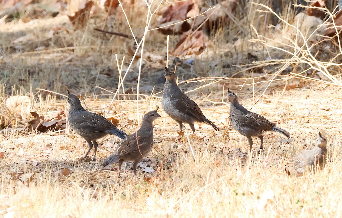 California Quail - ML623197950